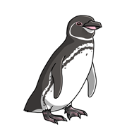 ペンギンの種類 ペンギン大学