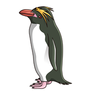 マカロニペンギン