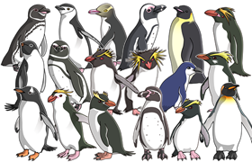 ペンギンの種類 | ペンギン大学