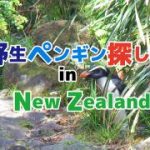 野生ペンギン探し旅 in NZ(1)序章