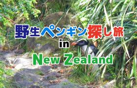 野生ペンギン探しの旅inNewZealand