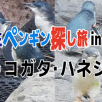 野生ペンギン探し旅 in NZ(3)コガタ・ハネジロ