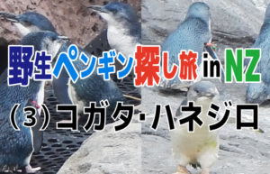 野生ペンギン探し旅 in NZ(3)コガタ・ハネジロ