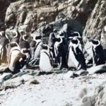 南アフリカ沿岸鳥類保護財団(SANCCOB)からの「新たな重油流出事故」に関する最新情報