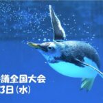 ペンギン会議全国大会のお知らせ