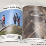 6/25-26マゼフェス初出店! 野生マゼランペンギン写真集製作&販売
