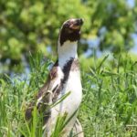 埼玉県こども動物自然公園「ペンギンヒルズ」再び日本エンリッチメント大賞2022 受賞‼️