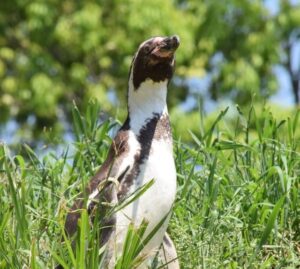 埼玉県こども動物自然公園「ペンギンヒルズ」再び日本エンリッチメント大賞2022 受賞‼️