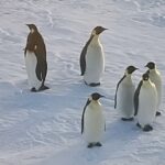 アメリカ合衆国「魚類野生生物局」がエンペラーペンギンを「絶滅危惧種」に指定したことを公表