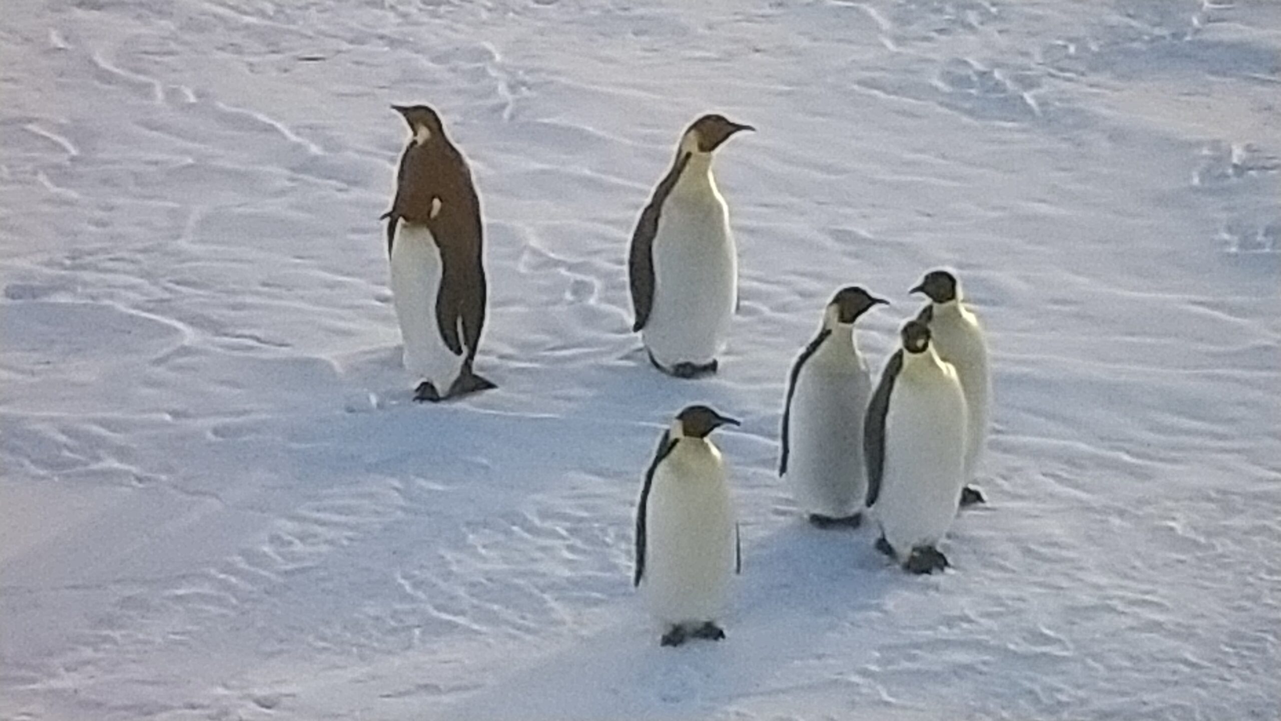 アメリカ合衆国 魚類野生生物局 がエンペラーペンギンを 絶滅危惧種 に指定したことを公表 ペンギン大学