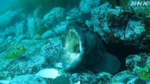 NHKの自然班ディレクター田中翔太様からご担当番組のご案内