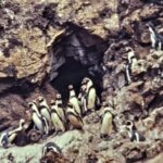 南米ペルー「鳥インフルエンザ」による野生動物の大量死が続き警報発令