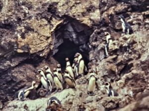 南米ペルー「鳥インフルエンザ」による野生動物の大量死が続き警報発令