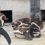 葛西臨海水族園の講演会でペンギンのお話を致します