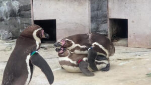 葛西臨海水族園の講演会でペンギンのお話を致します