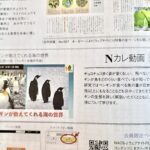 NACS-J Nカレ動画『ペンギンが教えてくれる海の世界』を会員限定公開