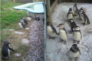 ウルグアイ・マゼランペンギン大量死報道について～現地救護団体から最新情報