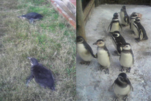 ウルグアイ マゼランペンギン大量死と救護活動のライブ動画更新