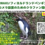 フィヨルドランドペンギン定点カメラクラウドファンディング支援者募集
