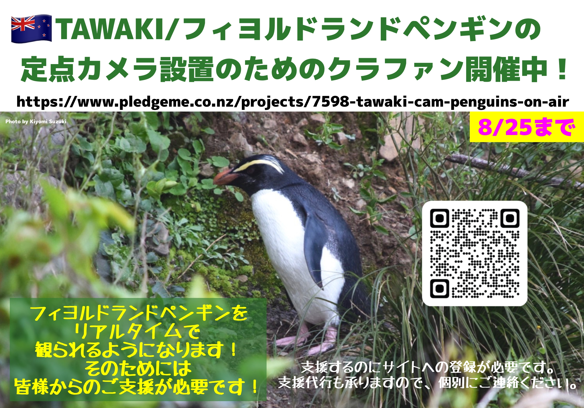 フィヨルドランドペンギン定点カメラクラウドファンディング支援者募集