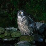 NHK自然班の田中翔太ディレクターから『ダーウィンが来た!』のご案内