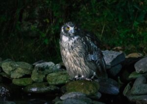 NHK自然班の田中翔太ディレクターから『ダーウィンが来た!』のご案内