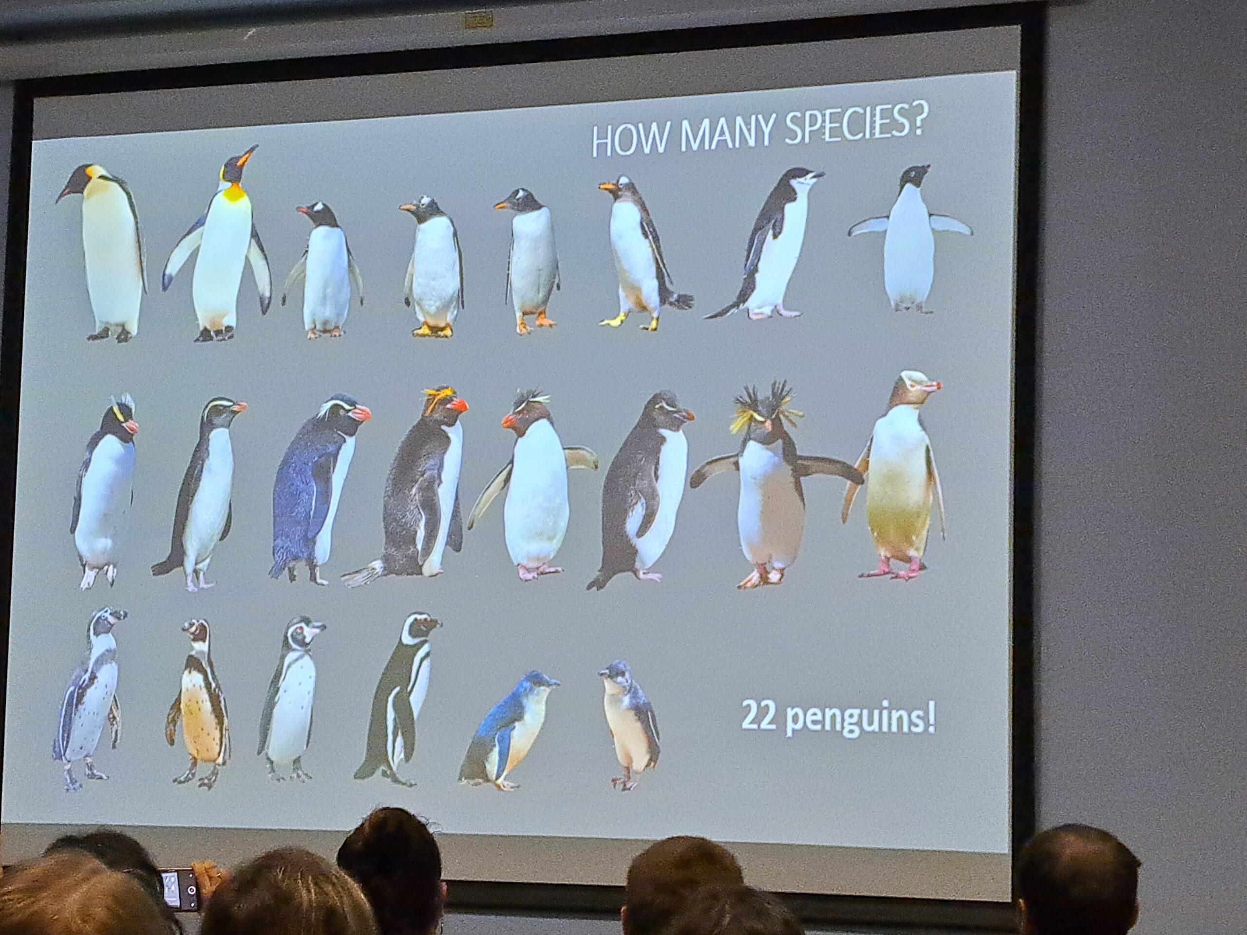 ペンギン様　再出品 第11回国際ペンギン会議(IPC XI)報告 【その4】 | ペンギン大学