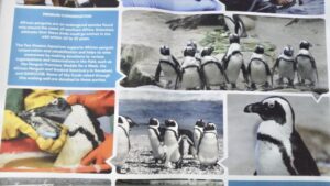 ケープペンギンを飼育している動物園・水族館・鳥類園の皆様へお願い