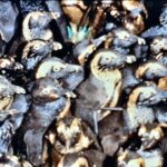 『世界中でケープペンギンを思う一週間』へのご協力本当にありがとうございました‼️