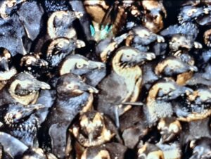 『世界中でケープペンギンを思う一週間』へのご協力本当にありがとうございました‼️