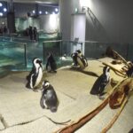 海遊館&ニフレルWebサイトでも「世界中でケープペンギンを思う一週間」紹介!!