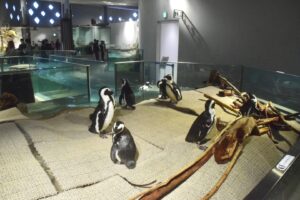 海遊館＆ニフレルWebサイトでも「世界中でケープペンギンを思う一週間」紹介！！