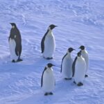 NHKオンライン・カルチャーにて「ペンギンの世界~第2弾~」講座を担当