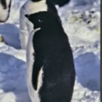 元旦のテレビ番組の一部を監修致しました