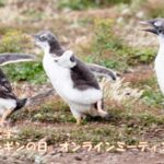【告知】4/25(木)「世界ペンギンの日」オンラインミーティング2024