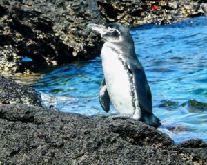 「G-SHOCKのチャールズ・ダーウィン財団モデル」最新作についてお知らせ