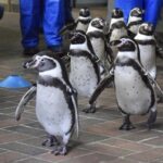 2024年10月23日(水)『ザ・バックヤード』(NHK・Eテレ)にて長崎ペンギン水族館が紹介されます