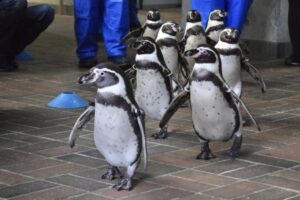 2024年10月23日(水)『ザ・バックヤード』(NHK・Eテレ)にて長崎ペンギン水族館が紹介されます