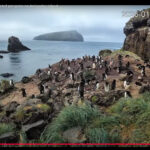 シュレーターペンギンをライブ配信！Tawaki CAM始動