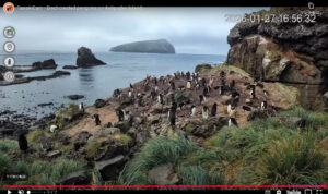 シュレーターペンギンをライブ配信！Tawaki CAM始動